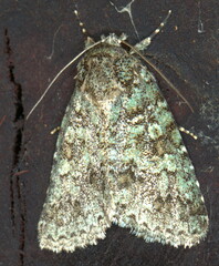 Diphtherocome verbenata