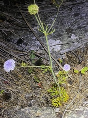 Trachymene grandis
