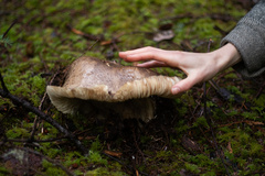 Catathelasma