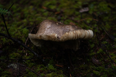 Catathelasma