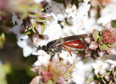 Parasphecodes