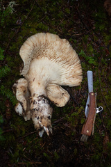 Catathelasma