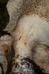 Catathelasma