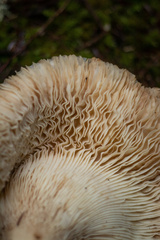 Catathelasma