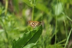 Heteropterus morpheus