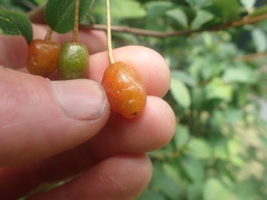 Elaeagnus