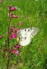 Parnassius mnemosyne