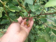 Elaeagnus