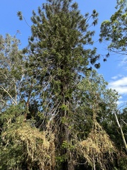 Araucaria bidwillii