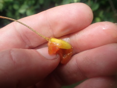 Elaeagnus