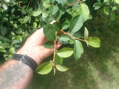 Elaeagnus