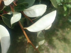 Elaeagnus