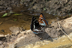 Limenitis populi