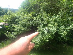 Elaeagnus