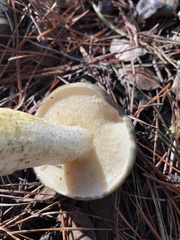 Suillus fuscotomentosus