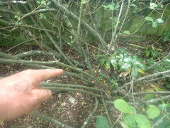 Elaeagnus