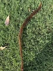 Araucaria bidwillii
