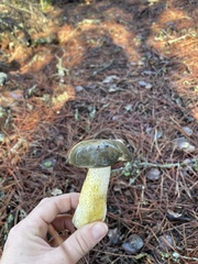 Suillus fuscotomentosus