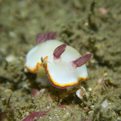 Goniobranchus sinensis