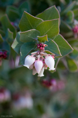 Arctostaphylos auriculata
