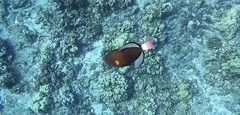 Melichthys vidua