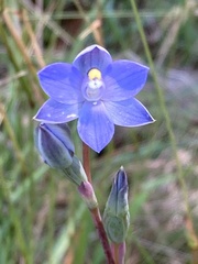 Thelymitra arenaria
