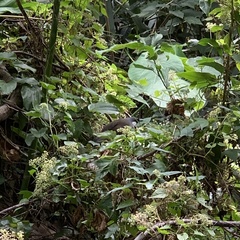 Pterorhinus chinensis