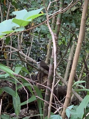 Pycnonotus jocosus