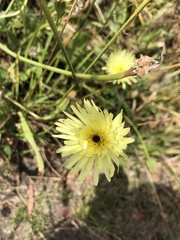 Urospermum dalechampii