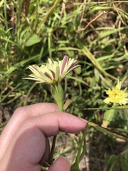 Urospermum dalechampii