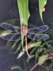 Gynacantha subinterrupta