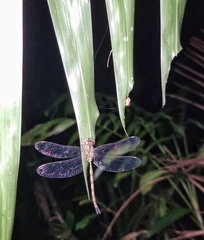 Gynacantha subinterrupta