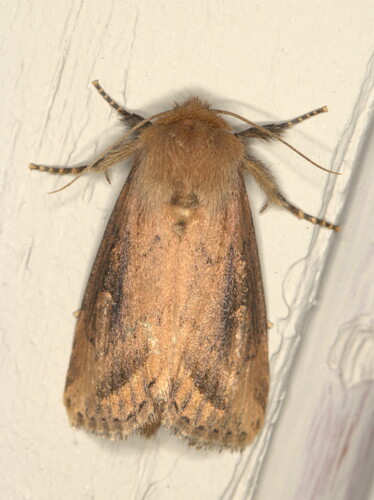 Maize StemBorer (Busseola fusca) · iNaturalist