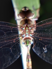 Gynacantha subinterrupta