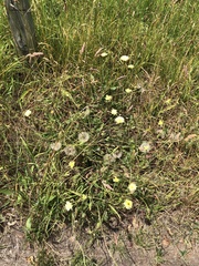 Urospermum dalechampii