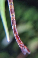 Gynacantha subinterrupta