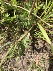 Urospermum dalechampii