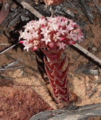 Crassula alpestris