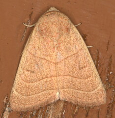 Cosmia natalensis