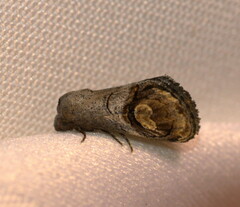 Cyclopera bucephalidia