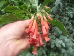 Iochroma