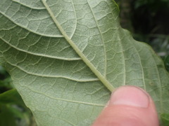 Iochroma