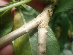 Iochroma