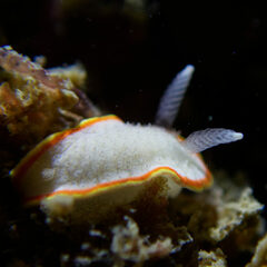 Diaphorodoris