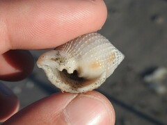 Cancellaria reticulata