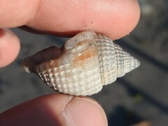 Cancellaria reticulata