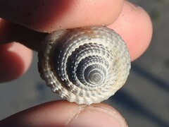 Cancellaria reticulata