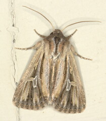 Aspidifrontia atavistis