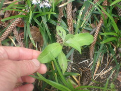 Cornus capitata