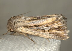 Aspidifrontia atavistis